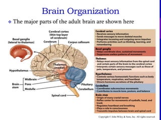Copyright © John Wiley & Sons, Inc. All rights reserved.
Brain Organization
 The major parts of the adult brain are shown here
 
