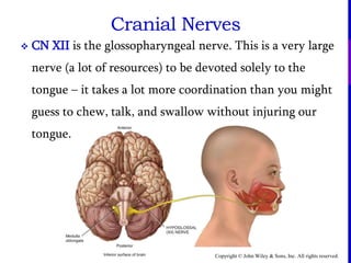 Copyright © John Wiley & Sons, Inc. All rights reserved.
Cranial Nerves
 CN XII is the glossopharyngeal nerve. This is a very large
nerve (a lot of resources) to be devoted solely to the
tongue – it takes a lot more coordination than you might
guess to chew, talk, and swallow without injuring our
tongue.
 