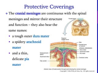 Copyright © John Wiley & Sons, Inc. All rights reserved.
Protective Coverings
 The cranial meninges are continuous with the spinal
meninges and mirror their structure
and function – they also bear the
same names:
 a tough outer dura mater
 a spidery arachnoid
mater
 and a thin,
delicate pia
mater
 