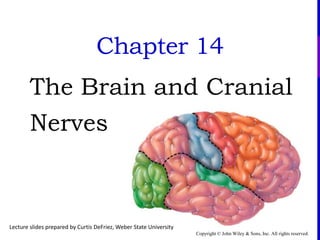 Copyright © John Wiley & Sons, Inc. All rights reserved.
Chapter 14
The Brain and Cranial
Nerves
Lecture slides prepared by Curtis DeFriez, Weber State University
 