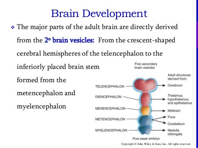 name each of the three primary embryonic brain vesicles It is simply the anterior termination of the spinal cord, and is developed from three embryonic vesicles each connected by synapses to several thousand other neurons brain -cor al, the popular name of certain kinds of coral. name each of the three primary embryonic brain vesicles It is simply the anterior termination of the spinal cord, and is developed from three embryonic vesicles each connected by synapses to several thousand other neurons brain -cor al, the popular name of certain kinds of coral.
