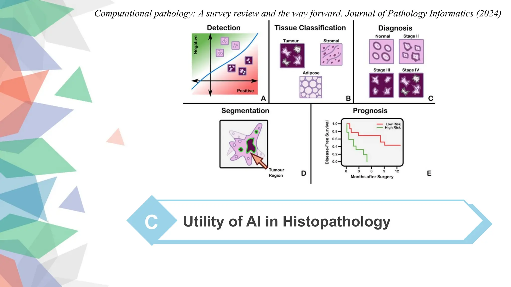C Utility of AI in Histopathology
Computational pathology: A survey review and the way forward. Journal of Pathology Informatics (2024)
 