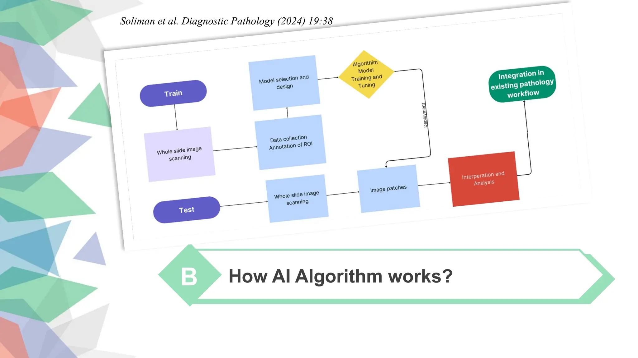 How AI Algorithm works?
B
Soliman et al. Diagnostic Pathology (2024) 19:38
 