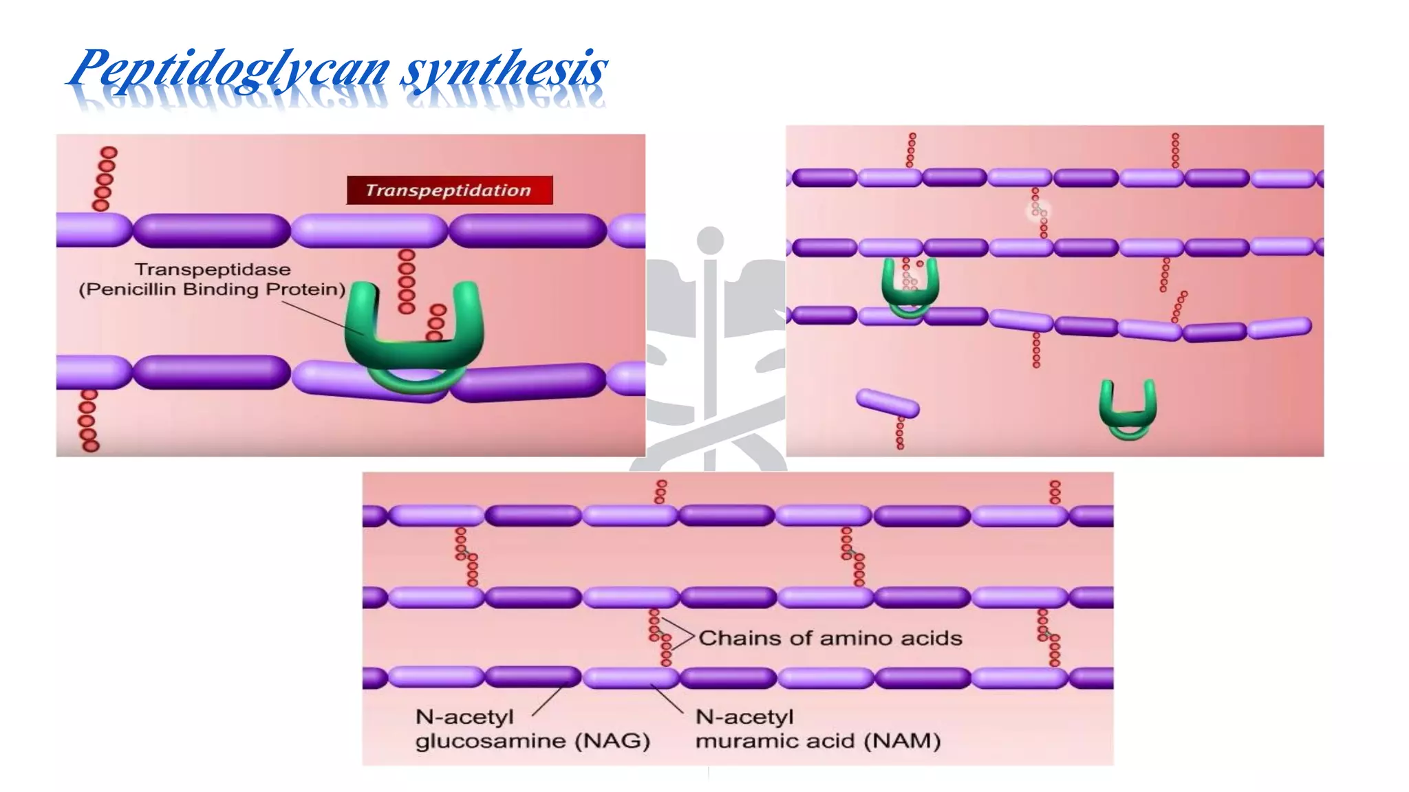 Peptidoglycan synthesis
 