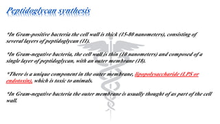Peptidoglycan synthesis
*In Gram-positive bacteria the cell wall is thick (15-80 nanometers), consisting of
several layers of peptidoglycan (11).
*In Gram-negative bacteria, the cell wall is thin (10 nanometers) and composed of a
single layer of peptidoglycan, with an outer membrane (18).
*There is a unique component in the outer membrane, lipopolysaccharide (LPS or
endotoxin), which is toxic to animals.
*In Gram-negative bacteria the outer membrane is usually thought of as part of the cell
wall.
 