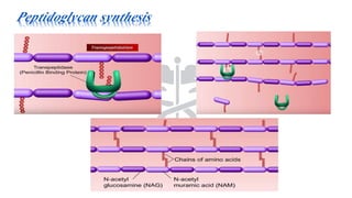Peptidoglycan synthesis
 
