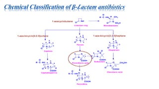 Chemical Classification of β-Lactam antibiotics
 