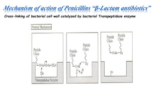 Mechanism of action of Penicillins “β-Lactam antibiotics”
Cross-linking of bacterial cell wall catalyzed by bacterial Transpeptidase enzyme
 