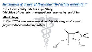 Mechanism of action of Penicillins “β-Lactam antibiotics”
Structure-activity relationships Study
Inhibition of bacterial transpeptidase enzyme by penicillins
Mech. Steps;
6. The PBP is now covalently bound by the drug and cannot
perform the cross linking action.
 