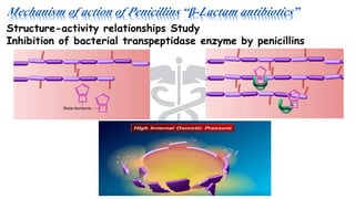 Mechanism of action of Penicillins “β-Lactam antibiotics”
Structure-activity relationships Study
Inhibition of bacterial transpeptidase enzyme by penicillins
 