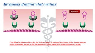 Mechanisms of antimicrobial resistance
Penicillin also binds to this serine, but is then released in an inactivated form. Other beta-lactamases
do the same thing, but use a zinc ion instead of a serine amino acid to inactivate the β-Lactam.
 