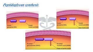 Peptidoglycan synthesis
 