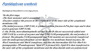 Peptidoglycan synthesis
Peptidoglycan biosynthesis is a two-stage process.
*In the first stage,
-The basic monomer unit is assembled.
-Enzymes catalyze this process in the cytoplasm or at the inner side of the cytoplasmic
membrane (18).
(The initial precursor, UDP-NAG, is synthesized from fructose-6-P in four steps and is then
used to generate UDP-NAM).
L-Ala, D-Glu, meso-diaminopimelic aid and D-Ala-D-Ala are successively added onto
UDP-NAM by a series of enzymes and thus UDP-NAM-pentapeptide, the end product, is
formed. The phospho-NAM-pentapeptide and NAG moieties are successively transferred
onto the undecaprenyl phosphate carrier lipid by two membrane bound enzymes, the
MraY translocase and MurG transferase, and thus the intermediate GlcNAc-MurNAc-
(pentapeptide)- PP-undecaprenol, “lipid II”, is formed (61). Lipid II is then transferred to
the outer side of the cytoplasmic membrane and the disaccharide units are polymerized.
 