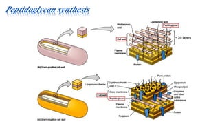 Peptidoglycan synthesis
 
