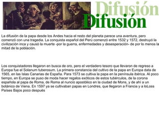 Difusión La difusión de la papa desde los Andes hacia el resto del planeta parece una aventura, pero comenzó con una tragedia. La conquista español del Perú comenzó entre 1532 y 1572, destruyó la civilización inca y causó la muerte -por la guerra, enfermedades y desesperación- de por lo menos la mitad de la población.  Los conquistadores llegaron en busca de oro, pero el verdadero tesoro que llevaron de regreso a Europa fue el Solanum tuberosum. La primera constancia del cultivo de la papa en Europa data de 1565, en las Islas Canarias de España. Para 1573 se cultiva la papa en la península ibérica. Al poco tiempo, en Europa se puso de moda hacer regalos exóticos de estos tubérculos, de la corona española al papa de Roma, de Roma al nuncio apostólico en la ciudad de Mons, y de ahí a un botánico de Viena. En 1597 ya se cultivaban papas en Londres, que llegaron a Francia y a loLoss Países Bajos poco después 