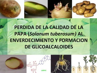PERDIDA DE LA CALIDAD DE LA
PAPA (Solanum tuberosum) AL
ENVERDECIMIENTO Y FORMACION
DE GLICOALCALOIDES
 