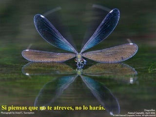 Si piensas que no te atreves, no lo harás. 