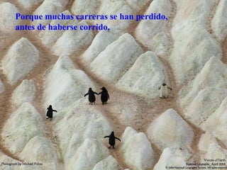 Porque muchas carreras se han perdido, antes de haberse corrido,   