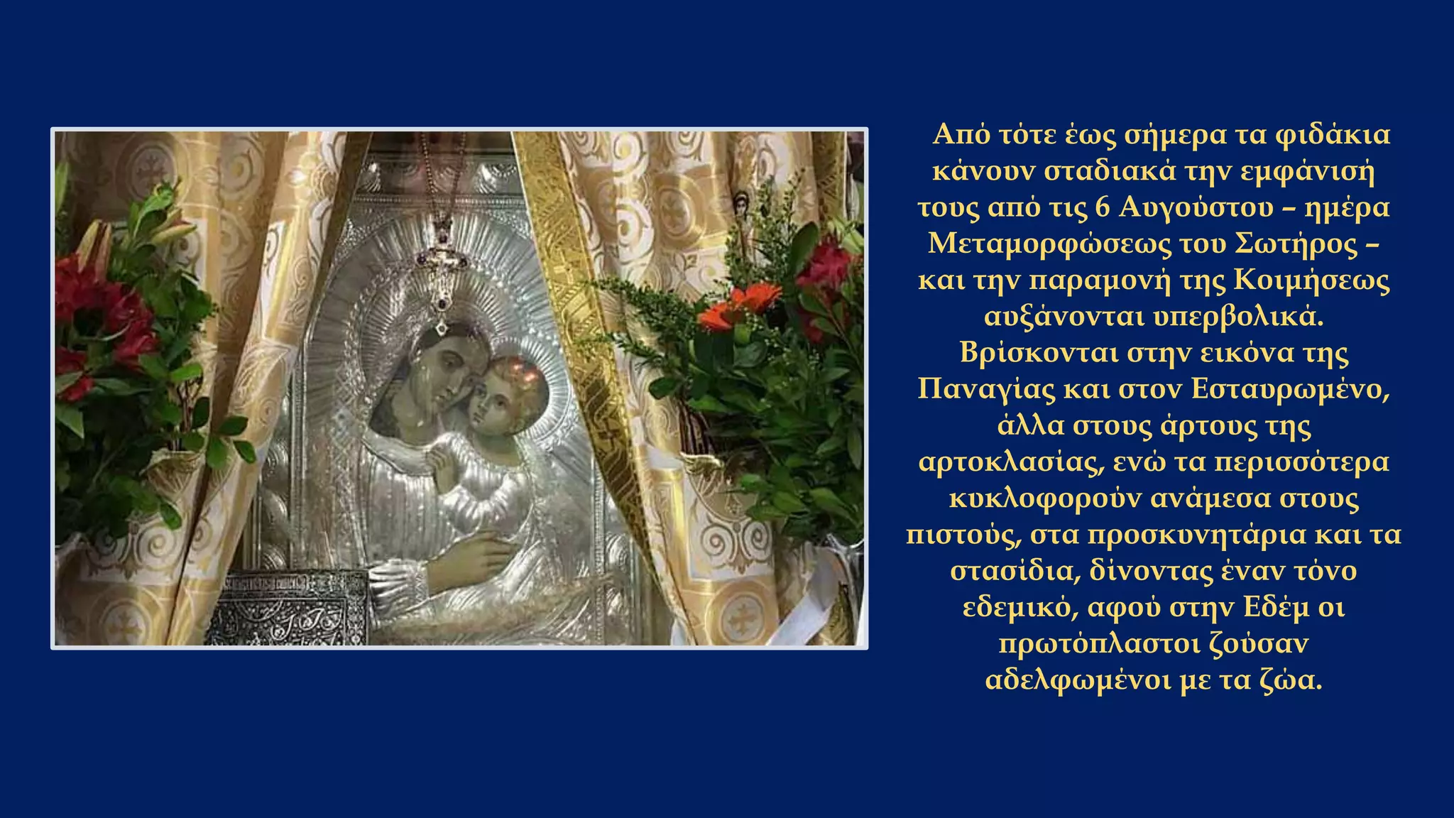 Από τότε έως σήμερα τα φιδάκια
κάνουν σταδιακά την εμφάνισή
τους από τις 6 Αυγούστου – ημέρα
Μεταμορφώσεως του Σωτήρος –
και την παραμονή της Κοιμήσεως
αυξάνονται υπερβολικά.
Βρίσκονται στην εικόνα της
Παναγίας και στον Εσταυρωμένο,
άλλα στους άρτους της
αρτοκλασίας, ενώ τα περισσότερα
κυκλοφορούν ανάμεσα στους
πιστούς, στα προσκυνητάρια και τα
στασίδια, δίνοντας έναν τόνο
εδεμικό, αφού στην Εδέμ οι
πρωτόπλαστοι ζούσαν
αδελφωμένοι με τα ζώα.
 