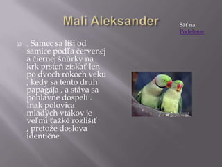  . Samec sa líši od
samice podľa červenej
a čiernej šnúrky na
krk prsteň získať len
po dvoch rokoch veku
, kedy sa tento druh
papagája , a stáva sa
pohlavne dospelí .
Inak polovica
mladých vtákov je
veľmi ťažké rozlíšiť
, pretože doslova
identične.
Säť na
Podelenie
 