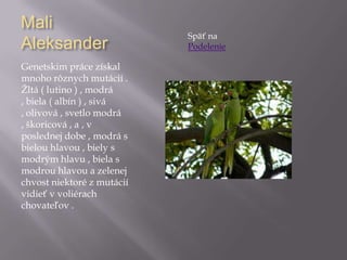 Mali
Aleksander
Genetskim práce získal
mnoho rôznych mutácií .
Žltá ( lutino ) , modrá
, biela ( albín ) , sivá
, olivová , svetlo modrá
, škoricová , a , v
poslednej dobe , modrá s
bielou hlavou , biely s
modrým hlavu , biela s
modrou hlavou a zelenej
chvost niektoré z mutácií
vidieť v voliérach
chovateľov .
Späť na
Podelenie
 