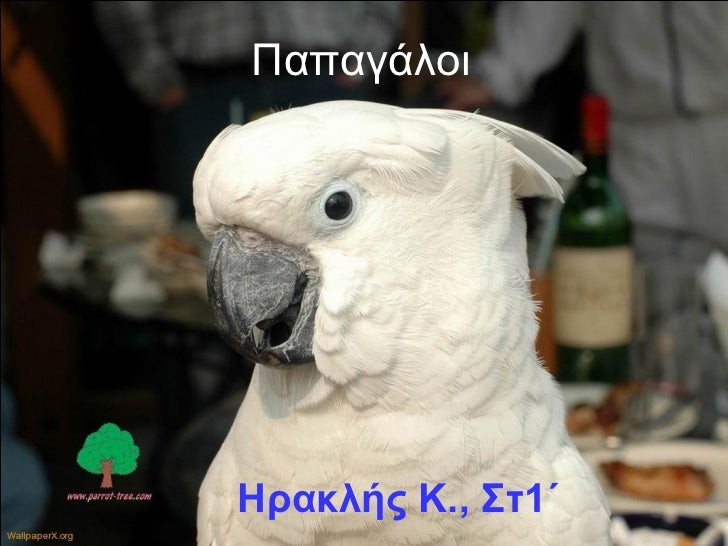 Παπαγάλοι 