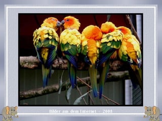 Bilder aus dem Internet -  2008 