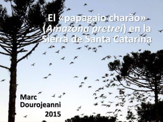 El «papagaio charão»
(Amazona pretrei) en la
Sierra de Santa Catarina
• Marc
Dourojeanni
• 2015
 