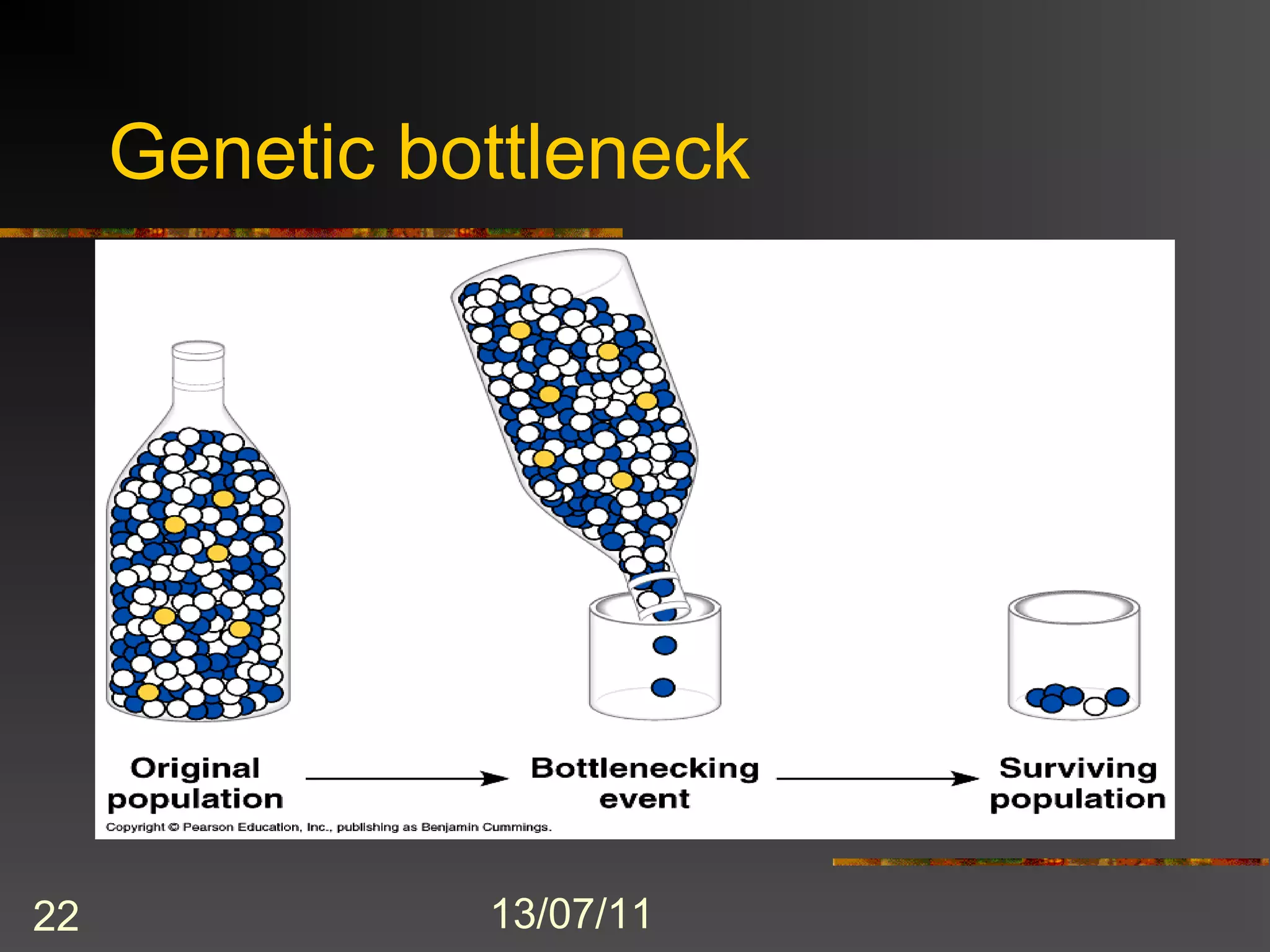 Genetic bottleneck




22             13/07/11
 