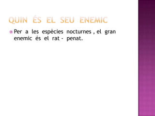 QUIN  éSEL  SEU  EnemicPer  a  les  espècies  nocturnes , el  gran  enemic  és  el  rat -  penat.