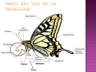 Parts  del  cos  de  la   papallona