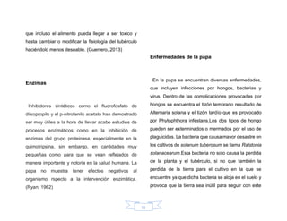 11
que incluso el alimento pueda llegar a ser toxico y
hasta cambiar o modificar la fisiología del tubérculo
haciéndolo menos deseable. (Guerrero, 2013)
Enzimas
Inhibidores sintéticos como el fluorofosfato de
diisopropilo y el p-nitrofenilo acetato han demostrado
ser muy útiles a la hora de llevar acabo estudios de
procesos enzimáticos como en la inhibición de
enzimas del grupo proteinasa, especialmente en la
quimotripsina, sin embargo, en cantidades muy
pequeñas como para que se vean reflejados de
manera importante y notoria en la salud humana. La
papa no muestra tener efectos negativos al
organismo rspecto a la intervención enzimática.
(Ryan, 1962)
Enfermedades de la papa
En la papa se encuentran diversas enfermedades,
que incluyen infecciones por hongos, bacterias y
virus. Dentro de las complicaciones provocadas por
hongos se encuentra el tizón temprano resultado de
Alternaria solana y el tizón tardío que es provocado
por Phytophthora infestans.Los dos tipos de hongo
pueden ser exterminados o mermados por el uso de
plaguicidas. La bacteria que causa mayor desastre en
los cultivos de solanum tuberosum se llama Ralstonia
solanacearum.Esta bacteria no solo causa la perdida
de la planta y el tubérculo, si no que también la
perdida de la tierra para el cultivo en la que se
encuentre ya que dicha bacteria se aloja en el suelo y
provoca que la tierra sea inútil para seguir con este
 