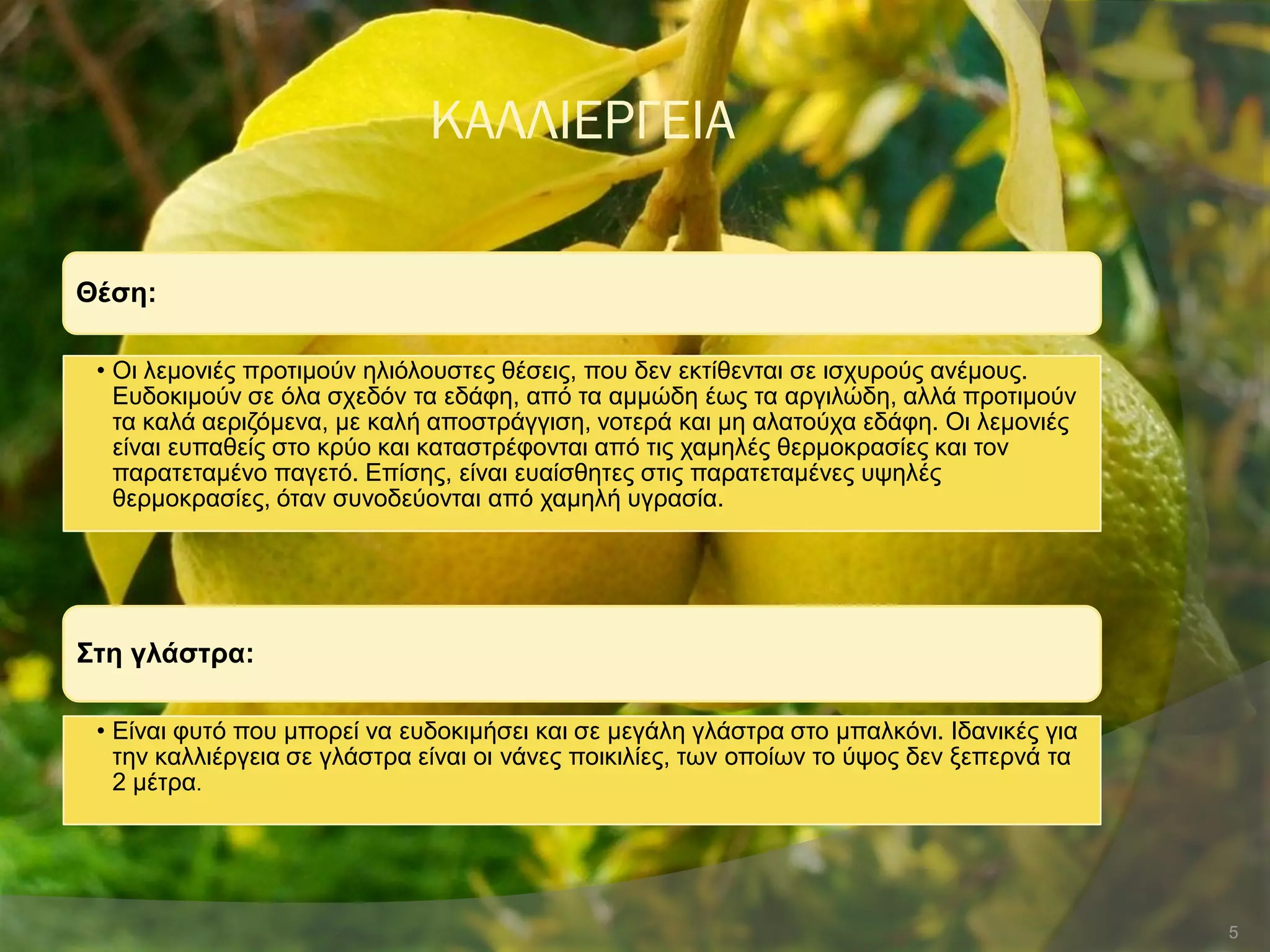 ΚΑΛΛΙΕΡΓΕΙΑ
Θέζε:
• Οη ιεκνληέο πξνηηκνύλ ειηόινπζηεο ζέζεηο, πνπ δελ εθηίζεληαη ζε ηζρπξνύο αλέκνπο.
Δπδνθηκνύλ ζε όια ζρεδόλ ηα εδάθε, από ηα ακκώδε έσο ηα αξγηιώδε, αιιά πξνηηκνύλ
ηα θαιά αεξηδόκελα, κε θαιή απνζηξάγγηζε, λνηεξά θαη κε αιαηνύρα εδάθε. Οη ιεκνληέο
είλαη εππαζείο ζην θξύν θαη θαηαζηξέθνληαη από ηηο ρακειέο ζεξκνθξαζίεο θαη ηνλ
παξαηεηακέλν παγεηό. Δπίζεο, είλαη επαίζζεηεο ζηηο παξαηεηακέλεο πςειέο
ζεξκνθξαζίεο, όηαλ ζπλνδεύνληαη από ρακειή πγξαζία.
΢ηε γιάζηξα:
• Δίλαη θπηό πνπ κπνξεί λα επδνθηκήζεη θαη ζε κεγάιε γιάζηξα ζην κπαιθόλη. Ηδαληθέο γηα
ηελ θαιιηέξγεηα ζε γιάζηξα είλαη νη λάλεο πνηθηιίεο, ησλ νπνίσλ ην ύςνο δελ μεπεξλά ηα
2 κέηξα.
5
 