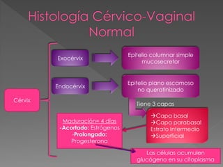 Epitelio columnar simple
         Exocérvix
                                       mucosecretor


                                  Epitelio plano escamoso
         Endocérvix
                                      no queratinizado
Cérvix
                                     Tiene 3 capas

                                          Capa basal
           Maduración= 4 días             Capa parabasal
          -Acortado: Estrógenos           Estrato Intermedio
              -Prolongado:                Superficial
              Progesterona

                                        Las células acumulen
                                     glucógeno en su citoplasma
 