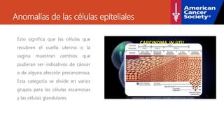 Anomalías de las células epiteliales
Esto significa que las células que
recubren el cuello uterino o la
vagina muestran cambios que
pudieran ser indicativos de cáncer
o de alguna afección precancerosa.
Esta categoría se divide en varios
grupos para las células escamosas
y las células glandulares.
 