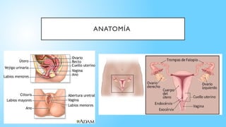 ANATOMÍA
 