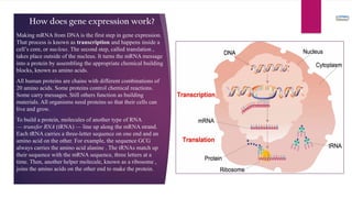 All about DNA RNA Virus and Vaccines.pptx