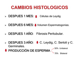  DESPUES 1 MES: Células de Leydig
 DESPUES 6 MES: Volumen Espermatogonias.
 DESPUES 1 AÑO: Fibrosis Peritubular.
 DESPUES 3 AÑO:
Germinales.
C. Leydig, C. Sertoli y C.
PRODUCCIÓN DE ESPERMA
50% Unilateral
70% Bilateral
 
