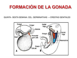 QUINTA – SEXTA SEMANA: CEL. GERMINATIVAS → CRESTAS GENITALES
 