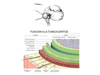 FIJACION A LA TUNICA DARTOS
 