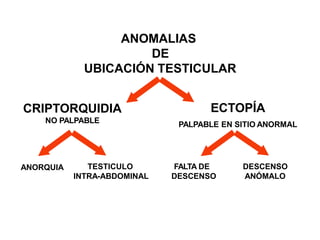 ANOMALIAS
DE
UBICACIÓN TESTICULAR
CRIPTORQUIDIA
NO PALPABLE
ECTOPÍA
PALPABLE EN SITIO ANORMAL
ANORQUIA TESTICULO
INTRA-ABDOMINAL
FALTA DE
DESCENSO
DESCENSO
ANÓMALO
 