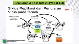 Penularan & Fase Infeksi PMK & LSD
Dinas Peternakan dan Kesehatan Hewan
Kabupaten Pasuruan
PMK
 
