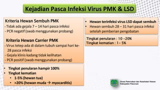 Kejadian Pasca Infeksi Virus PMK & LSD
Kriteria Hewan Sembuh PMK
- Tidak ada gejala 7 – 14 hari pasca infeksi
- PCR negatif (swab menggunakan probang)
Kriteria Hewan Carrier PMK
- Virus tetep ada di dalam tubuh sampai hari ke-
28 pasca infeksi
- Gejala klinis kadang tidak kelihatan
- PCR positif (swab menggunakan probang)
• Hewan terinfeksi virus LSD dapat sembuh
• Hewan sembuh 28 – 31 hari pasca infeksi
setelah pemberian pengobatan
Tingkat penularan : 10 -20%
Tingkat kematian : 1- 5%
• Tingkat penularan hampir 100%
• Tingkat kematian
• 1-5% (hewan tua)
• >20% (hewan muda  myocarditis) Dinas Peternakan dan Kesehatan Hewan
Kabupaten Pasuruan
 