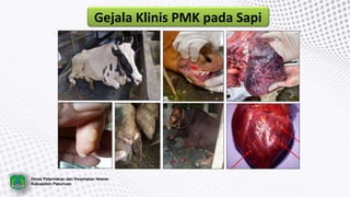 Gejala Klinis PMK pada Sapi
Dinas Peternakan dan Kesehatan Hewan
Kabupaten Pasuruan
 