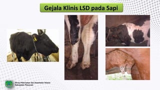 Gejala Klinis LSD pada Sapi
Dinas Peternakan dan Kesehatan Hewan
Kabupaten Pasuruan
 