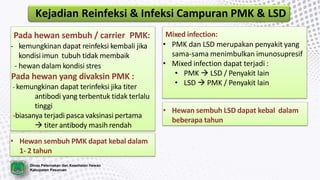 Dinas Peternakan dan Kesehatan Hewan
Kabupaten Pasuruan
Kejadian Reinfeksi & Infeksi Campuran PMK & LSD
Pada hewan sembuh / carrier PMK:
- kemungkinan dapat reinfeksi kembali jika
kondisi imun tubuh tidak membaik
- hewan dalam kondisi stres
Pada hewan yang divaksin PMK :
- kemungkinan dapat terinfeksi jika titer
antibodi yang terbentuk tidak terlalu
tinggi
-biasanya terjadi pasca vaksinasi pertama
 titer antibody masih rendah
• Hewan sembuh PMK dapat kebal dalam
1- 2 tahun
Mixed infection:
• PMK dan LSD merupakan penyakit yang
sama-sama menimbulkan imunosupresif
• Mixed infection dapat terjadi :
• PMK  LSD / Penyakit lain
• LSD  PMK / Penyakit lain
• Hewan sembuh LSD dapat kebal dalam
beberapa tahun
 