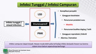 Dinas Peternakan dan Kesehatan Hewan
Kabupaten Pasuruan
Infeksi Tunggal / Infeksi Campuran
LSD
PMK
Imunosupresif
• Komplikasi penyakit
• Gangguan kesehatan
• Penurunan produksi susu
• Mastitis
• Penurunan kualitas daging / kulit
• Gangguan reproduksi /infertil
• Abortus / kematian
Infeksi tunggal /
mixed infection
Infeksi campuran dapat terjadi. Hewan muda lebih peka terhadap infeksi daripada hewan tua karena
sistem imun belum sepenuhnya berfungsi
 