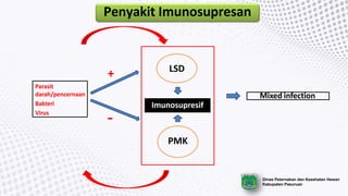 Dinas Peternakan dan Kesehatan Hewan
Kabupaten Pasuruan
Penyakit Imunosupresan
LSD
PMK
Imunosupresif
Parasit
darah/pencernaan
Bakteri
Virus
Mixed infection
 