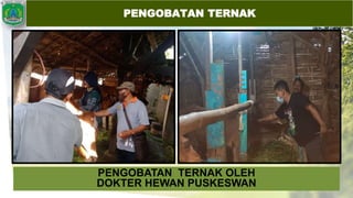 PENGOBATAN TERNAK OLEH
DOKTER HEWAN PUSKESWAN
PENGOBATAN TERNAK
 