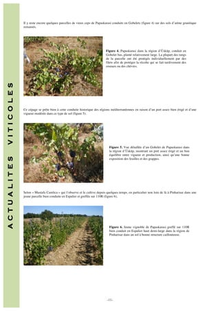 Il y reste encore quelques parcelles de vieux ceps de Papaskarasi conduits en Gobelets (figure 4) sur des sols d’arène granitique
remaniés.

Figure 4. Papaskarasi dans la région d’Üsküp, conduit en
Gobelet bas, planté relativement large. La plupart des rangs
de la parcelle ont été protégés individuellement par des
filets afin de protéger la récolte qui se fait tardivement des
oiseaux ou des chèvres.

A C T U A L I T E S

V I T I C O L E S

	
  

Ce cépage se prête bien à cette conduite historique des régions méditerranéennes en raison d’un port assez bien érigé et d’une
vigueur modérée dans ce type de sol (figure 5).

Figure 5. Vue détaillée d’un Gobelet de Papaskarasi dans
la région d’Üsküp, montrant un port assez érigé et un bon
équilibre entre vigueur et production, ainsi qu’une bonne
exposition des feuilles et des grappes.

	
  

Selon « Mustafa Camlica » qui l’observe et le cultive depuis quelques temps, en particulier non loin de là à Pinharisar dans une
jeune parcelle bien conduite en Espalier et greffée sur 110R (figure 6),

Figure 6. Jeune vignoble de Papaskarasi greffé sur 110R
bien conduit en Espalier haut demi-large dans la région de
Pinharisar dans un sol à bonne structure caillouteuse.

	
  

	
  	
  
	
  

-11-

 